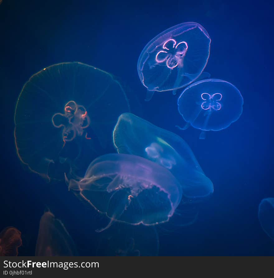 Five Box Jellyfishes