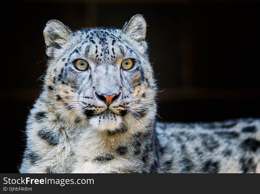 Close-Up Photography of Leopard