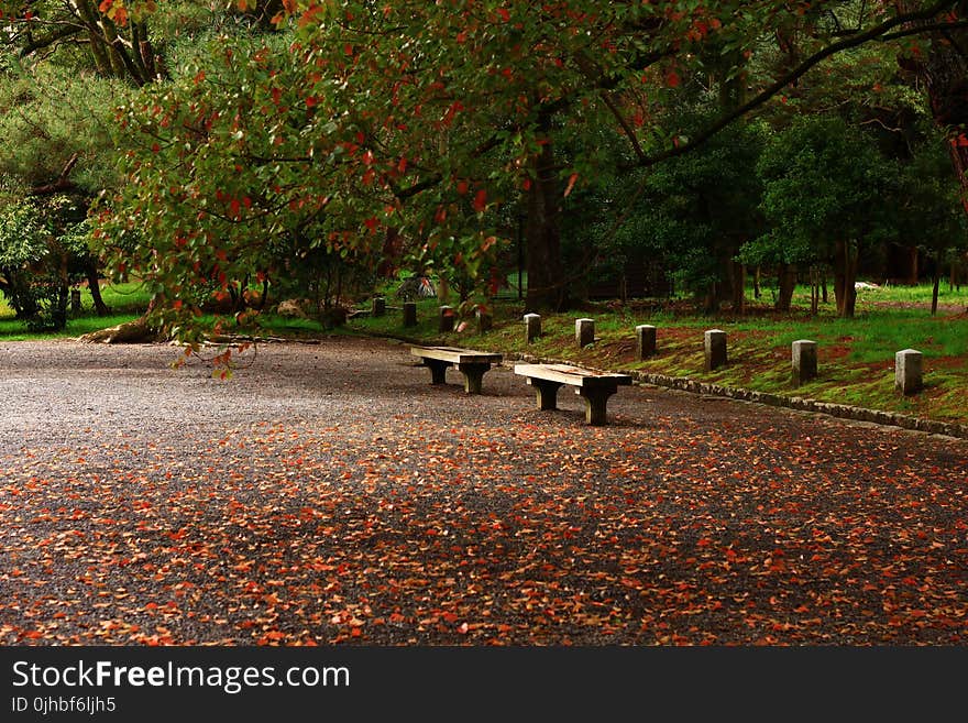 Wooden Benches