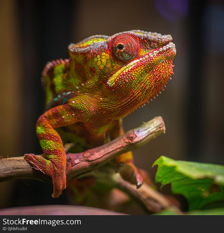 Selective Focus Photography of Red and Green Reptile