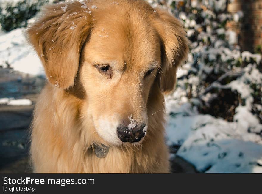 Adult Golden Retriever Close-up Photo