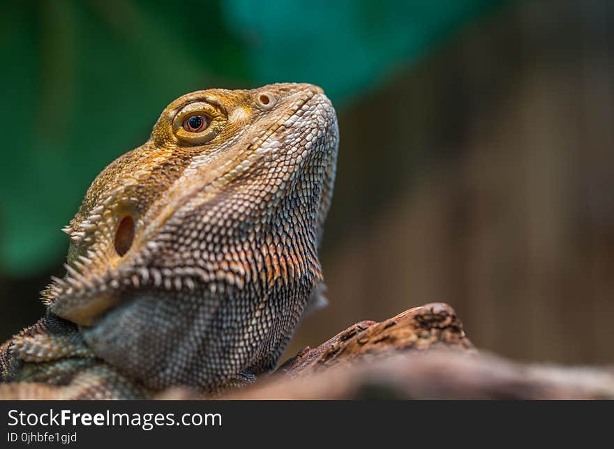 Bearded Dragon Selective Focus Photography