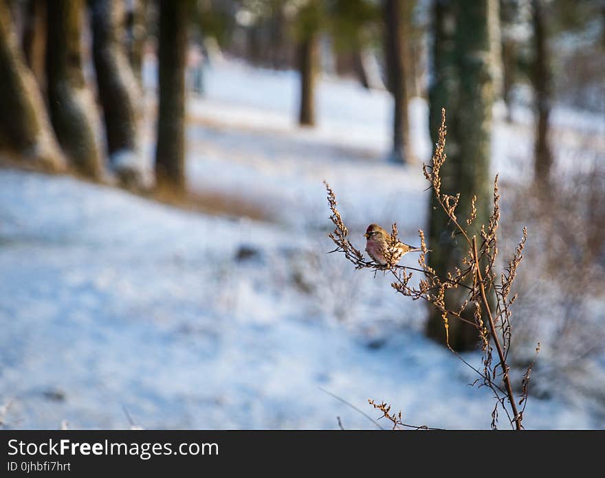 Brown Bird on Brown Branch