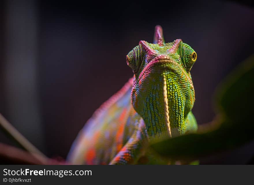 Chameleon in Tilt Shift Lens Photography