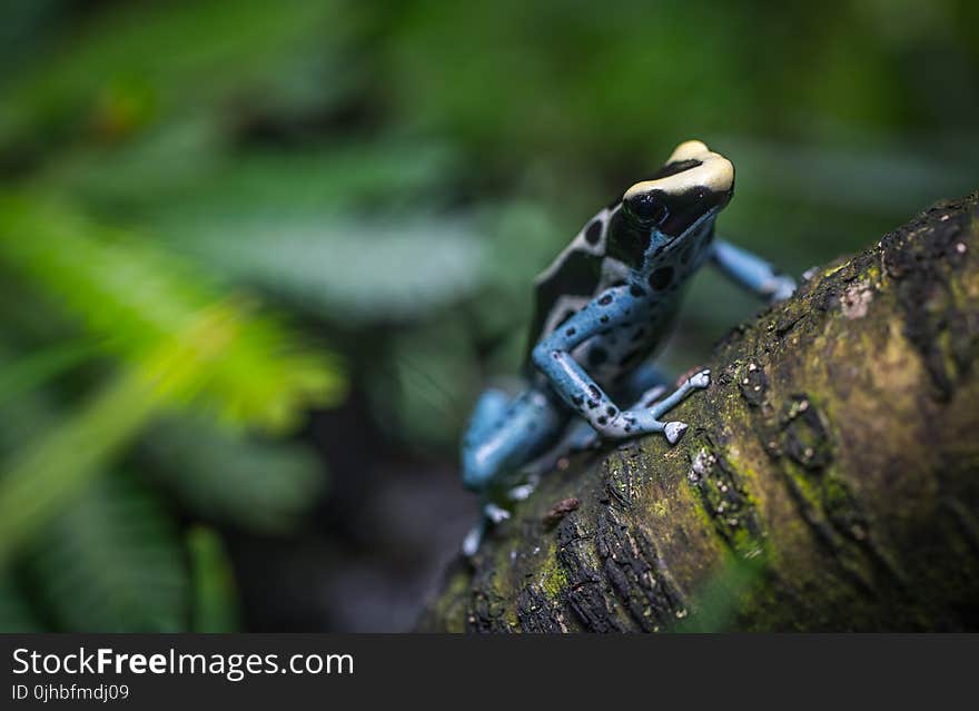 Black and Brown Frog on Three Branch