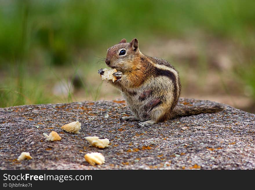 Photography of Brown Chipmunk Eating on Top of Rock