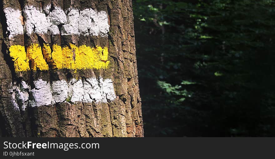 Brown Tree Trunk