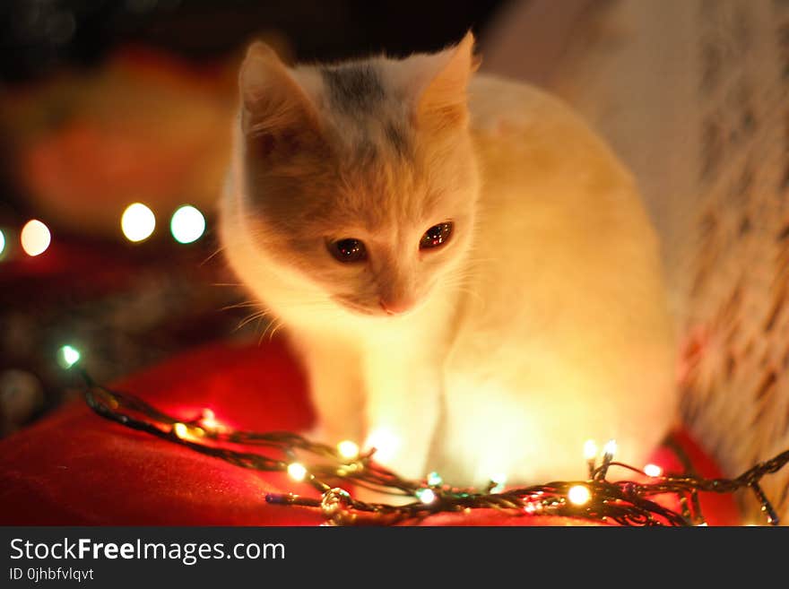 Close-Up Photography of White Cat Besides Christmas Lights