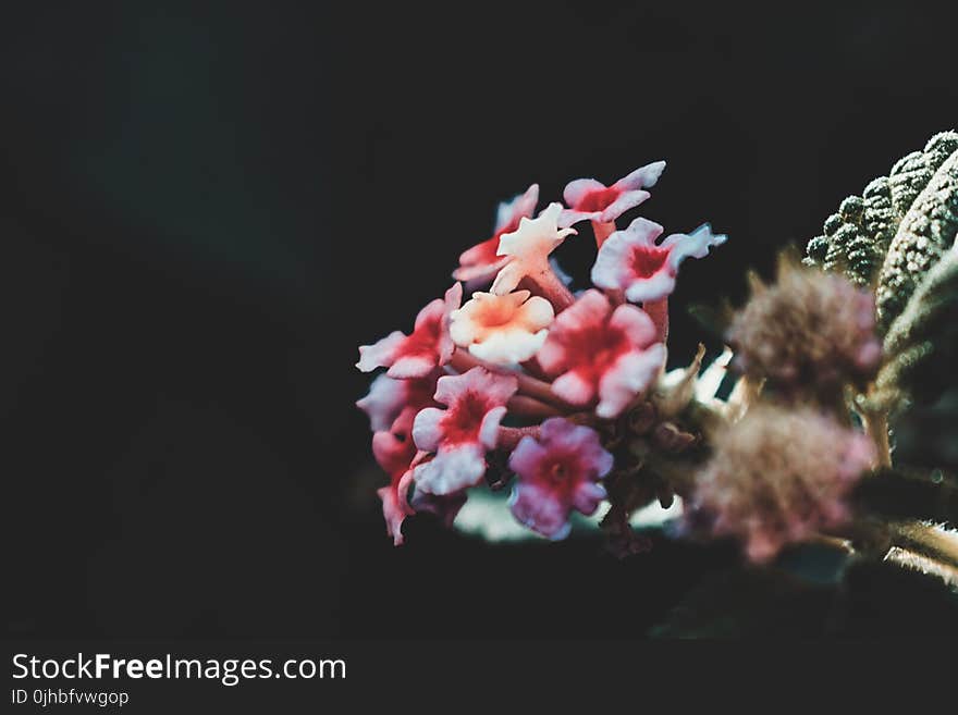 Red Lantana Flower in Closeup Photography