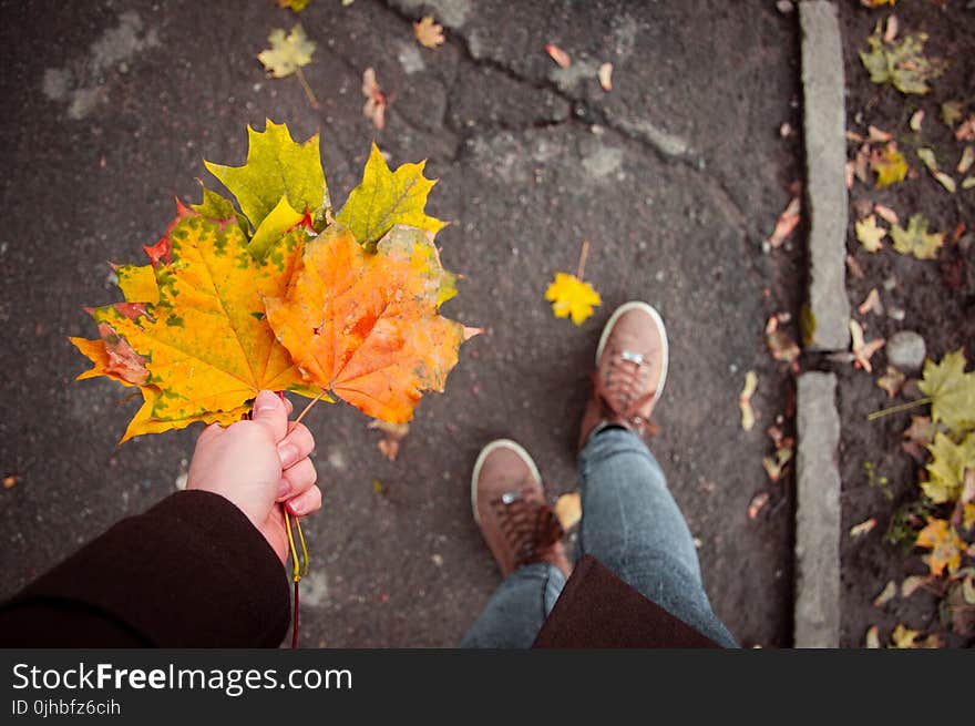 Person Holding Maple Leaves