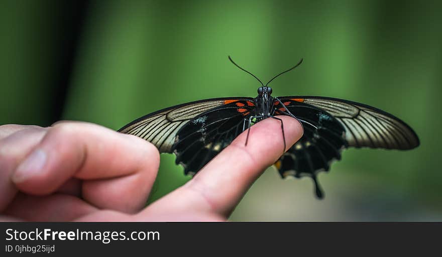 Shallow Focus Photograph of Black Butterfly on Person&#x27;s Index Finger