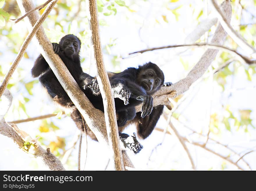 Two Black Monkey Climbing On Tree