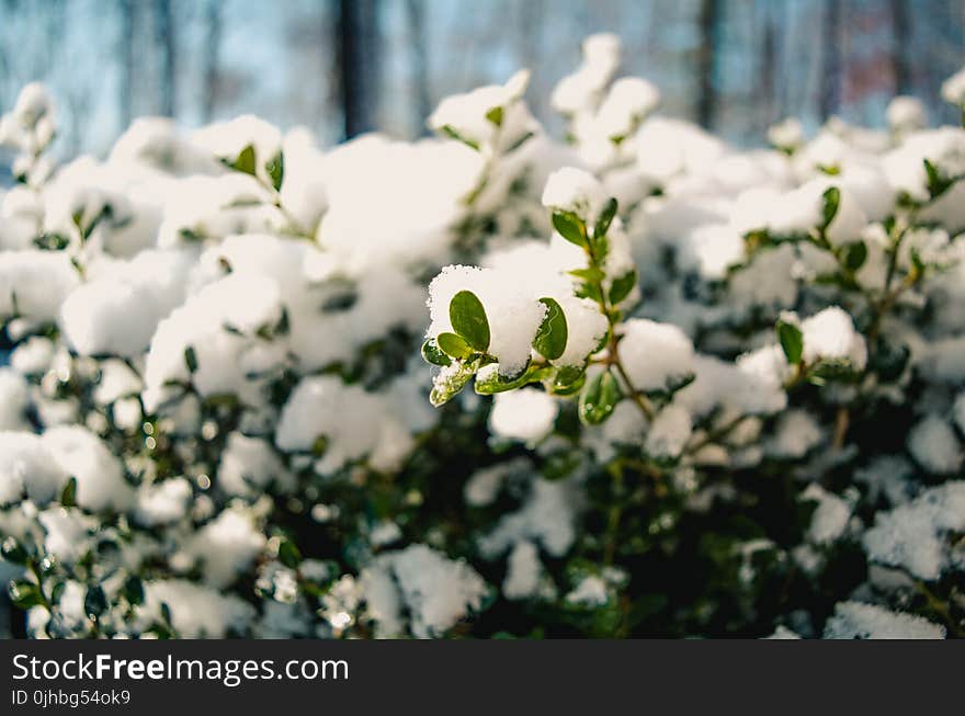 Photography of Snow on Plants