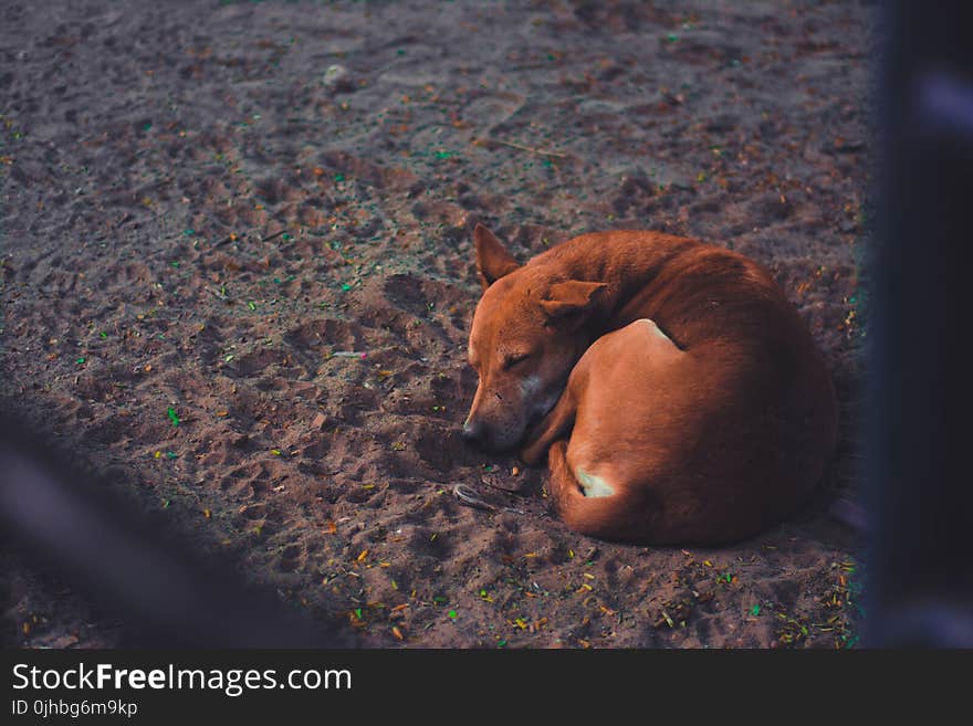 Short-coated Dog Sleeping on Soil Ground at Daytime