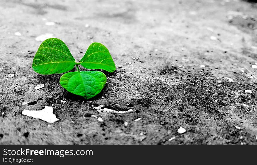 Green Leaf On Grey Ground