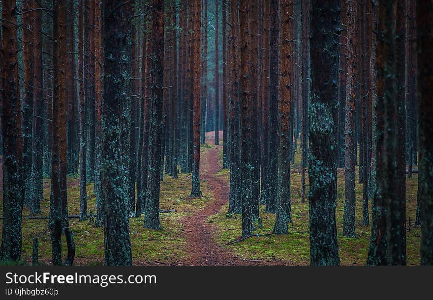 Road Between Tall Tress Photo