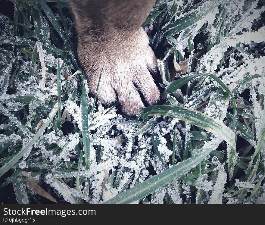 Paw On Green Grass