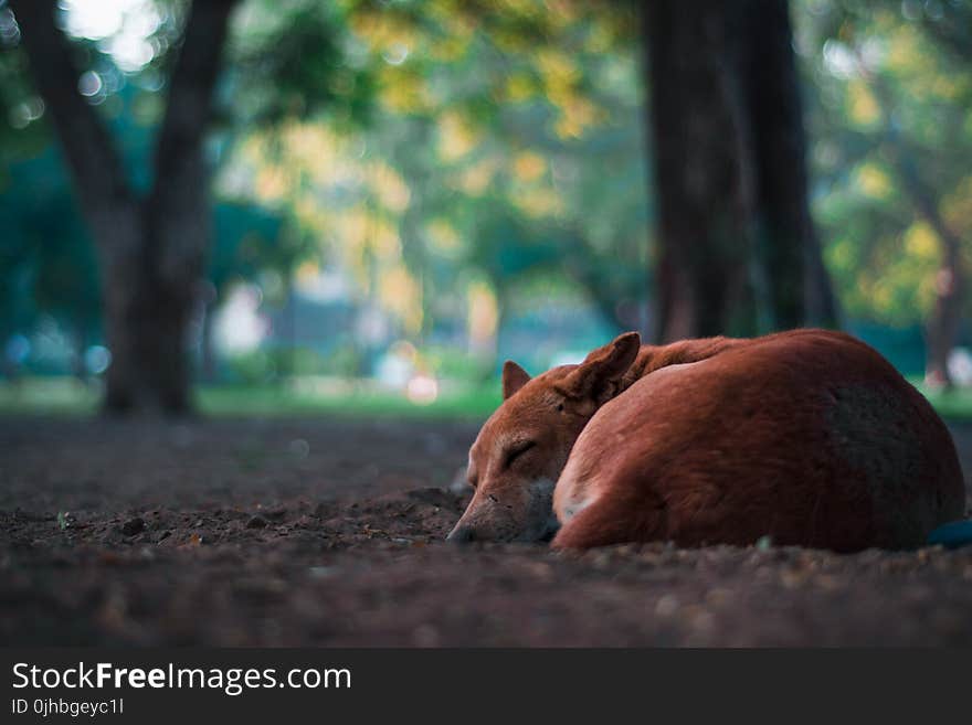 Closeup Photo of Short-coated Brown Dog