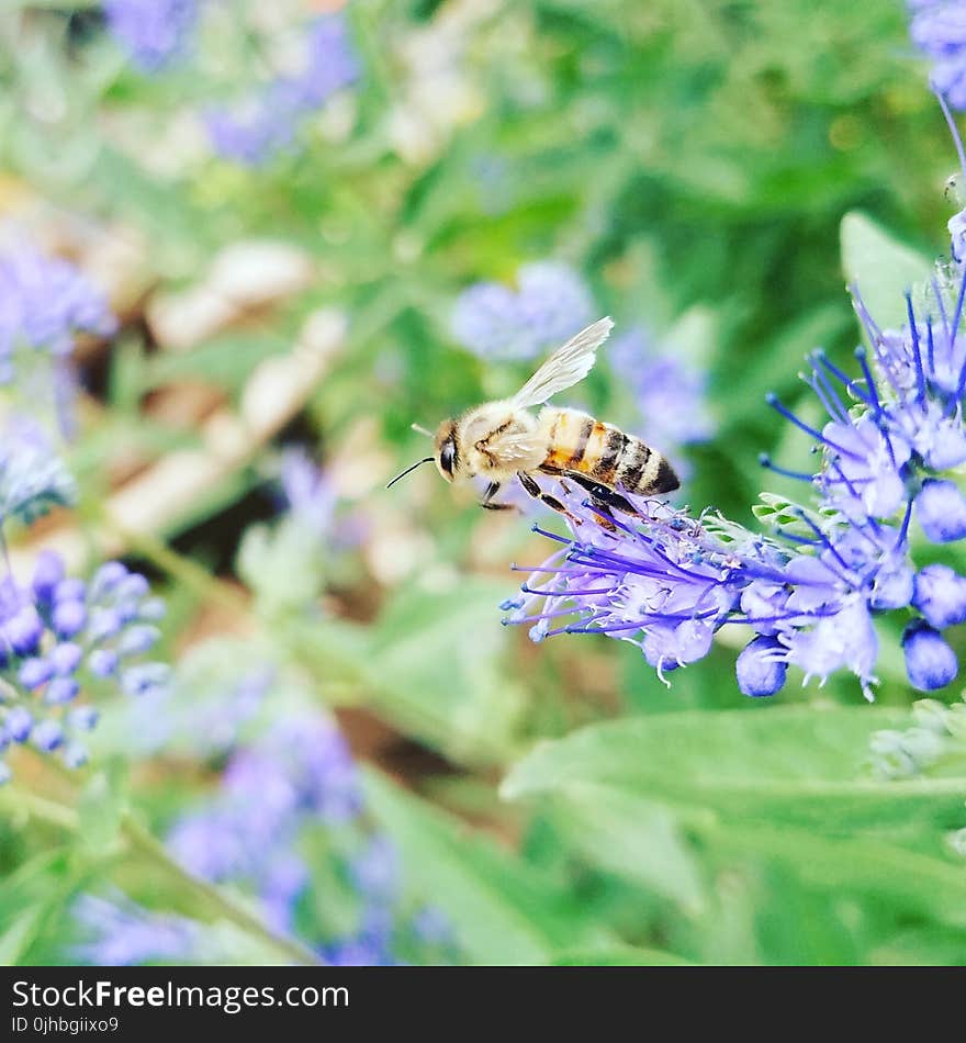 Macro Photography of Honeybee Perched on Blue Petaled Flower