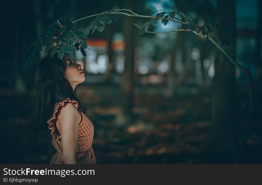 Woman Under Green Leaf Tree