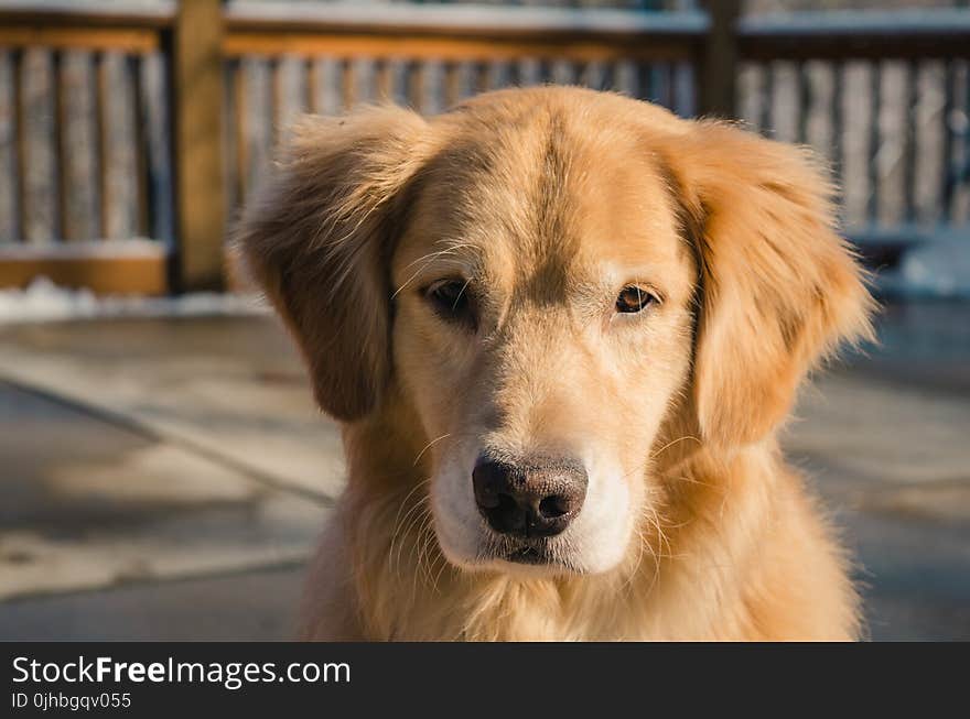 Adult Golden Retriever Close-up Photo