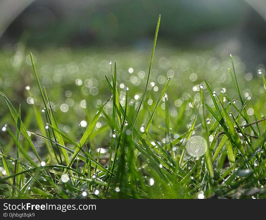 Shallow Focus of Raindrops On Green Grass