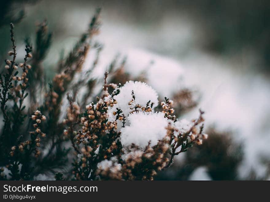 Close-up Photography of Frozen Flower