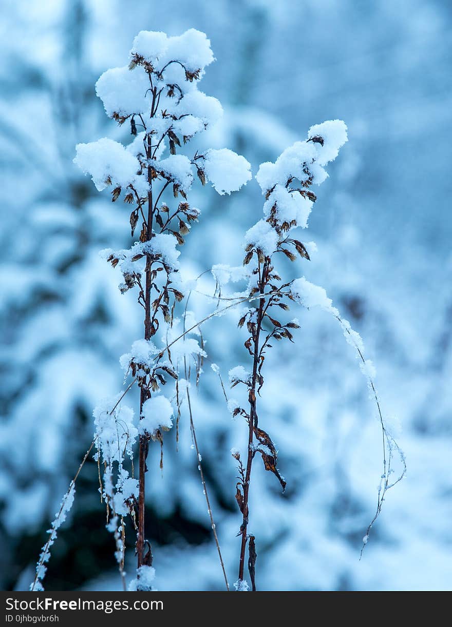 Withered Flower With Ice Particle at Daytime