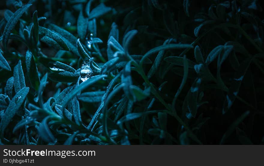 Macro Photography of Blue-leaf Plant