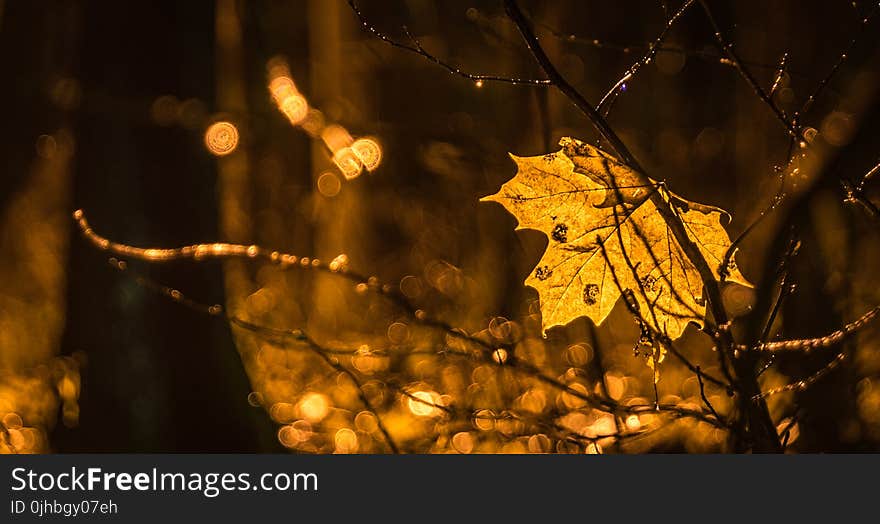 Photography of Brown Leaf