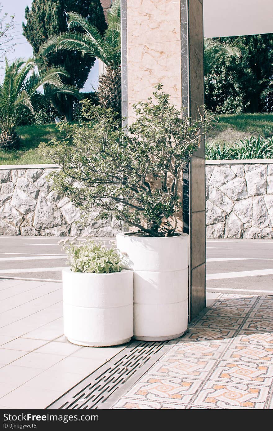 Two Green Potted Plants