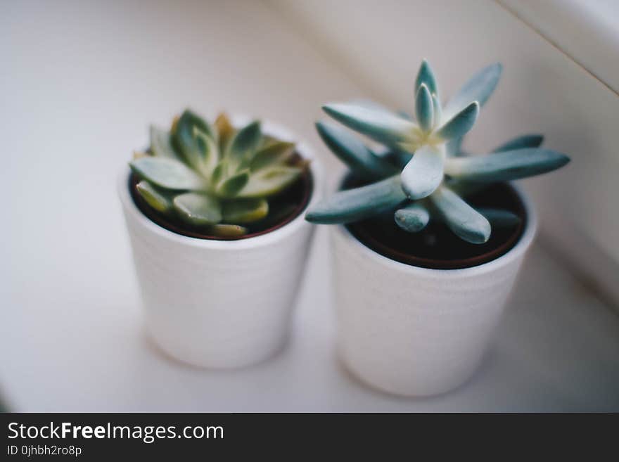 Two Green Succulent Plants