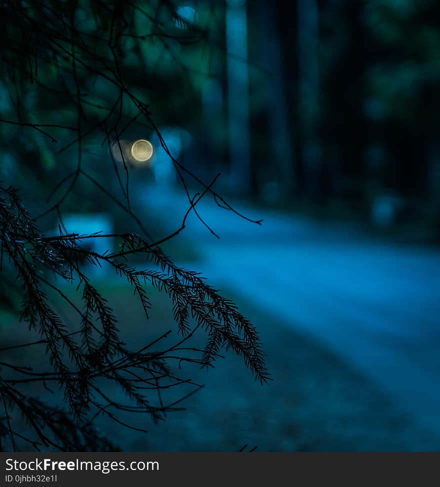 Selective Focus Photography of Tree Leaves