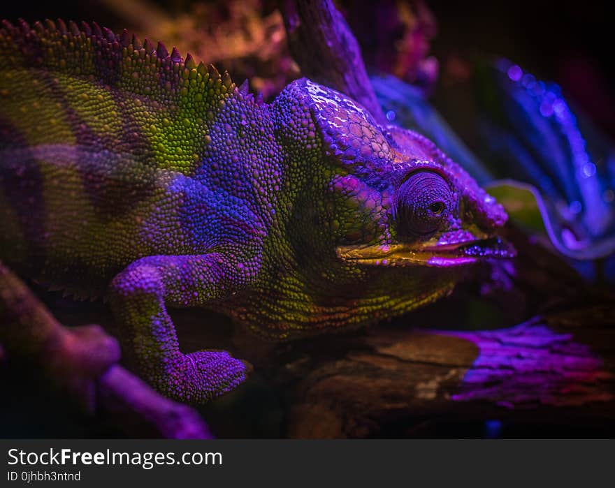 Green and Purple Chameleon