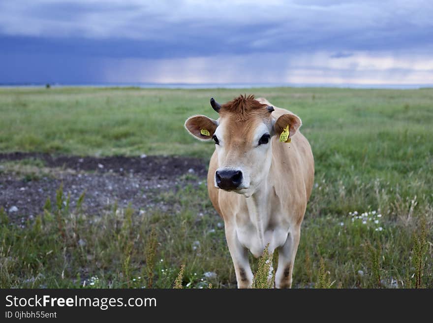 Selective Focus of Cow Photo