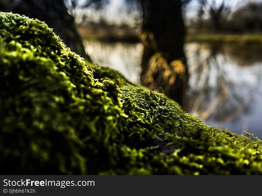 Shallow Focus of Green Moss