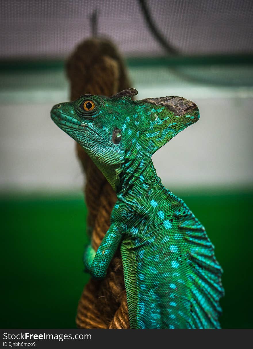 Green Chameleon on Brown Wood Slab