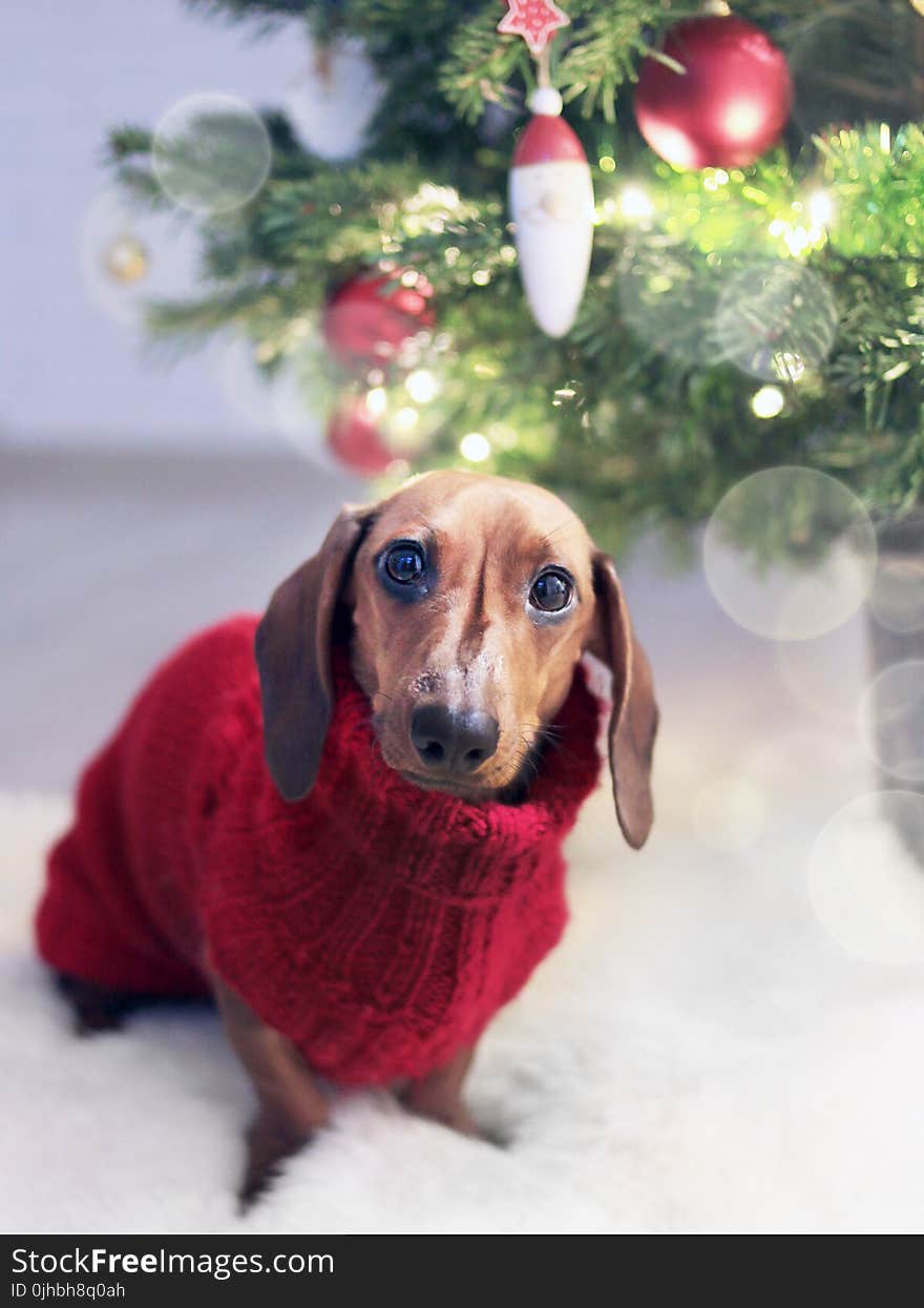 Dachshund Dog Wearing a Red Sweater