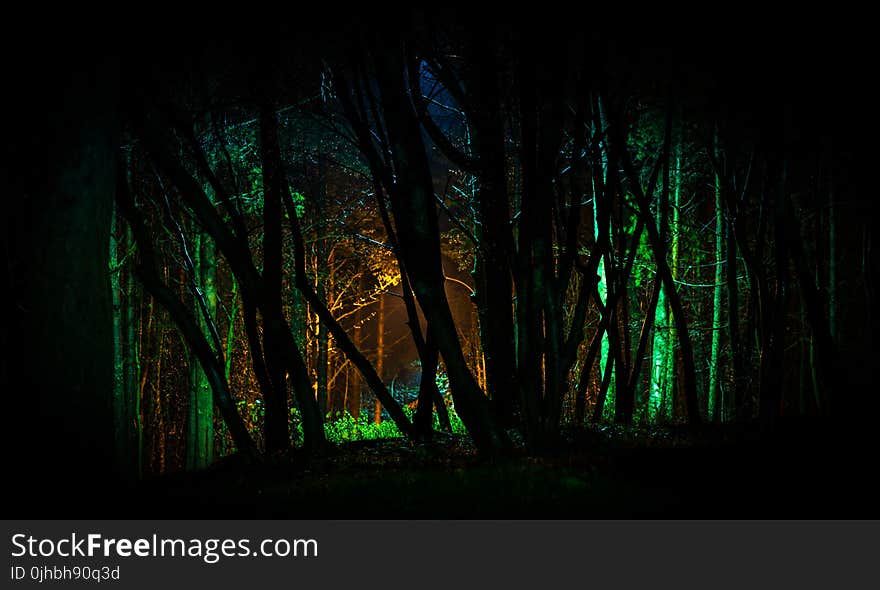 Trees With Green Light in Nighttime Photo