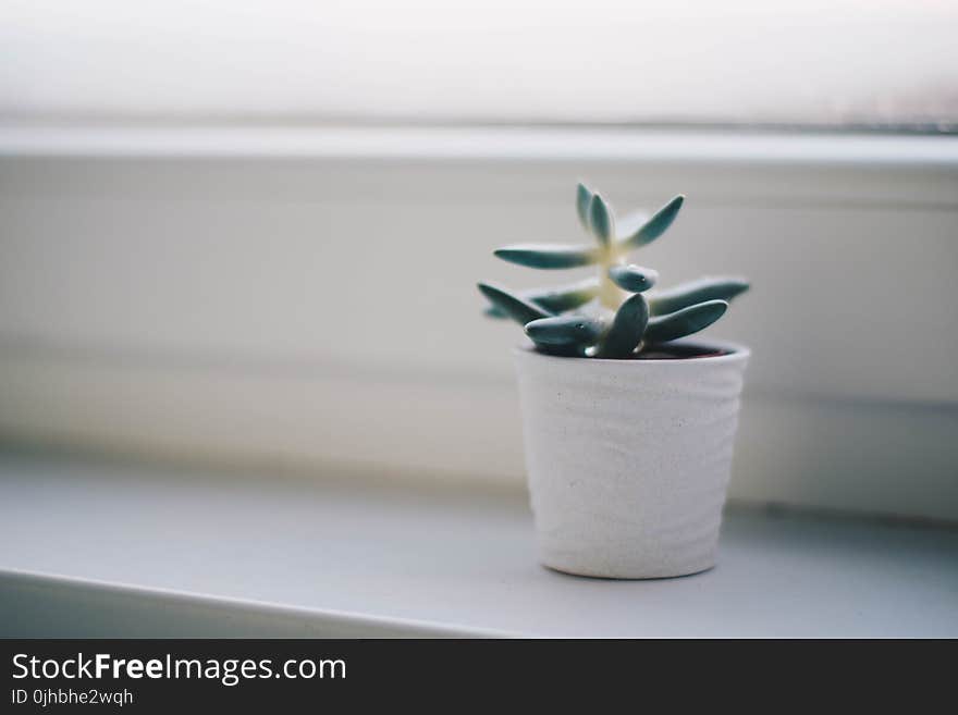 Green Succulent Plant in White Pot