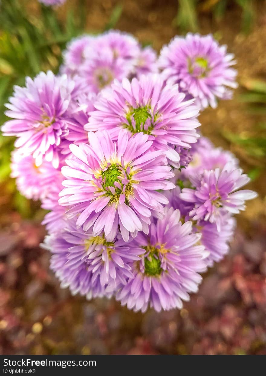 Purple Asters Closeup Photo at Daytime