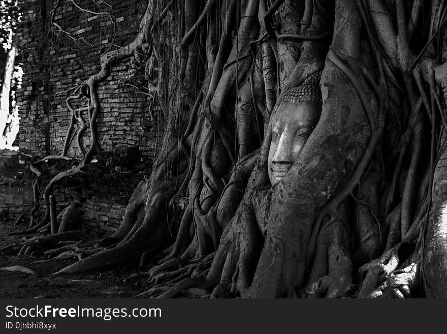 Tree Root With Deity Figurine