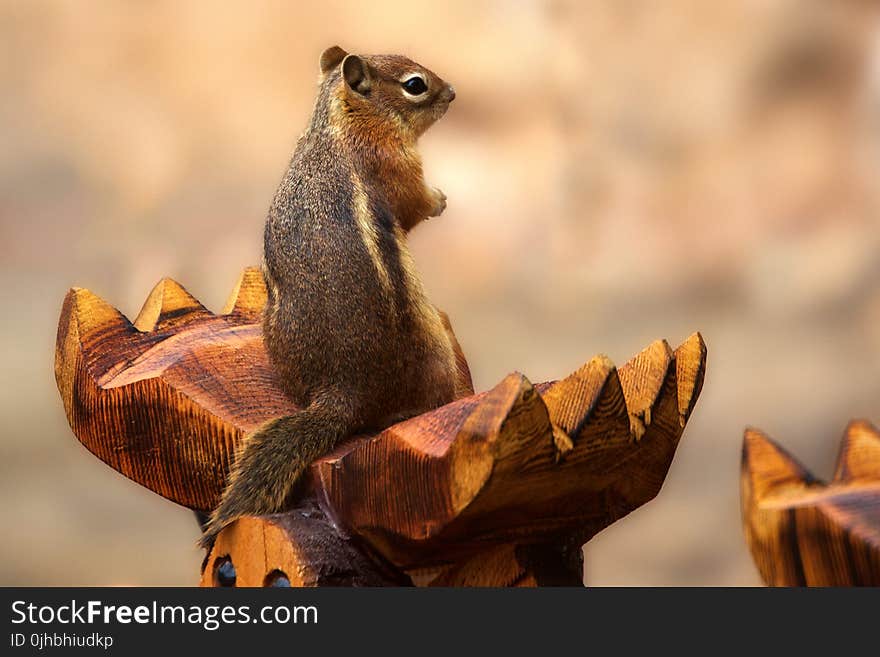 Macro Shot Photography of Gray and Brown Squirrel on Brown Wood