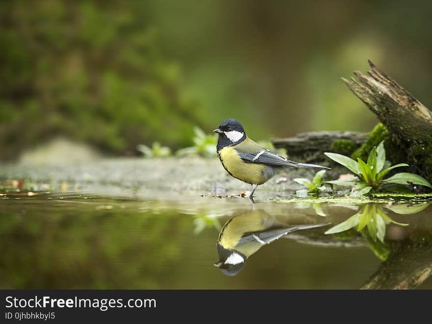 Black and Gray Bird on Body of Water