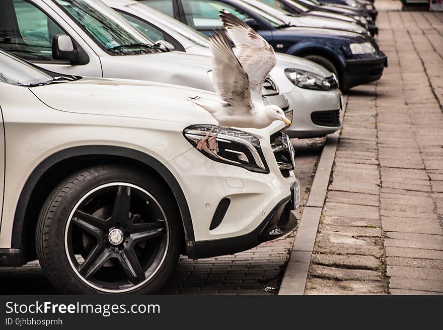 White and Black Bird Beside Car Headlight