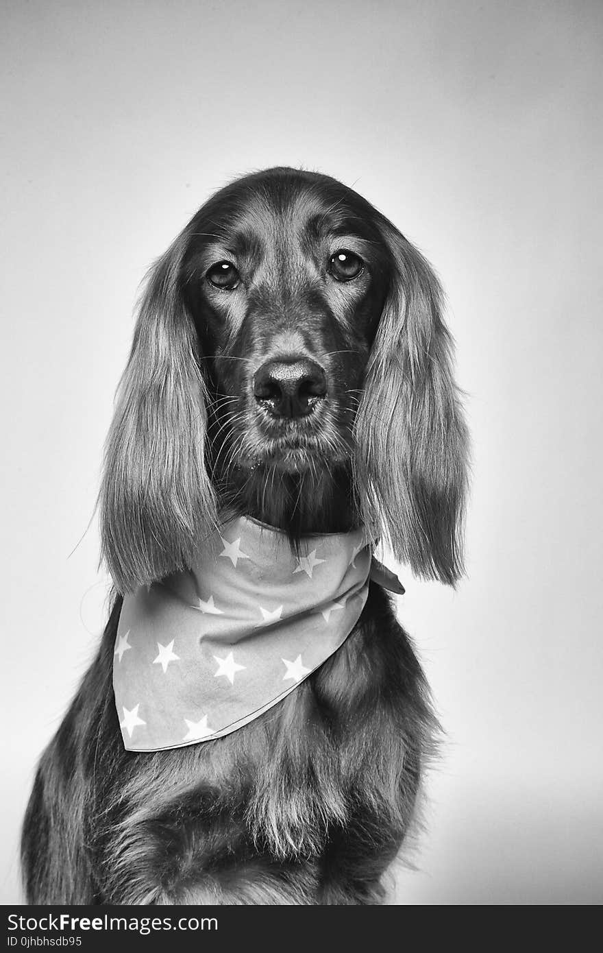 Cocker Spaniel Greyscale Photography