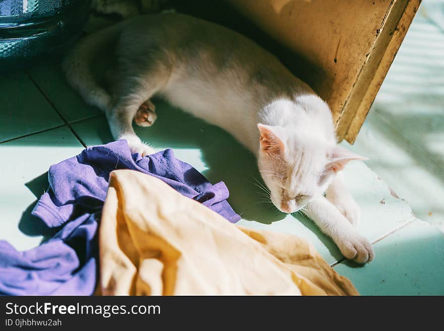 White Cat Near Door and Assorted Textiles