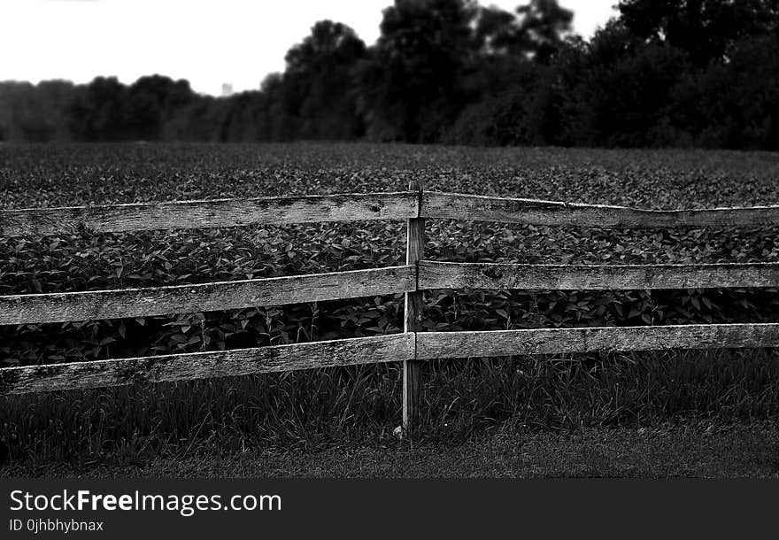 Grayscale Photo of Plants