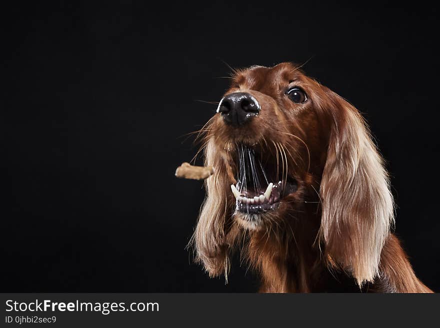 Cocker Spaniel