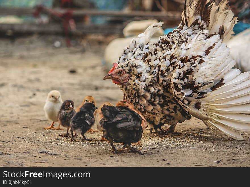 White and Black Hen Beside Chicken Chicks